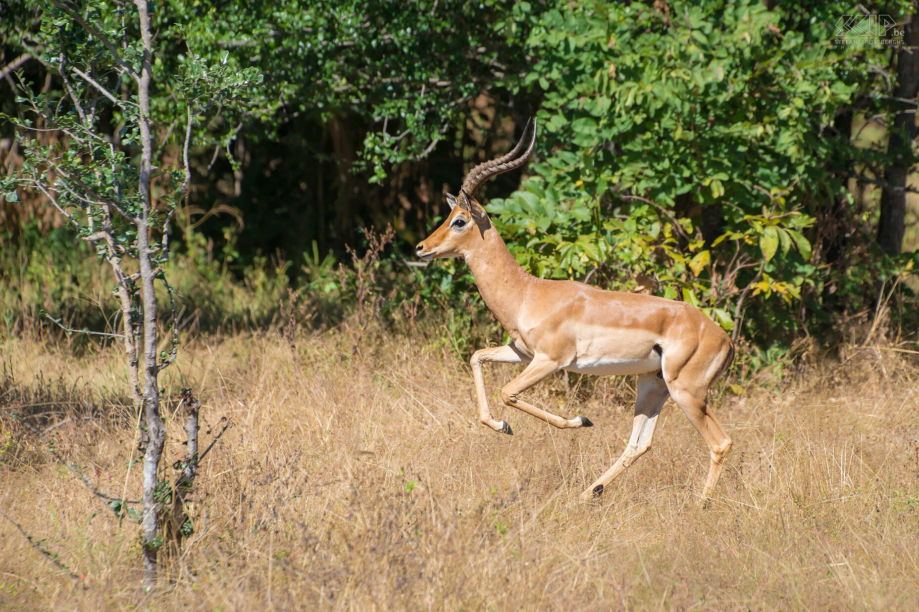 South Luangwa - Impala A male impala (Aepyceros melampus), one of the most common antelopes in Africa. Stefan Cruysberghs